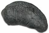 Large Fossil Whale Ear Bone - South Carolina #340262-1